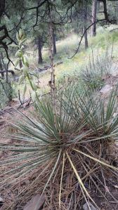 photo of yucca plant